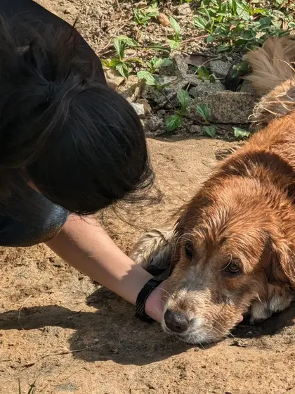 A behind-the-scenes shot showing me holding the paw of Whiskey, a senior Golden Retriever, as he rests his head and trusts me completely.