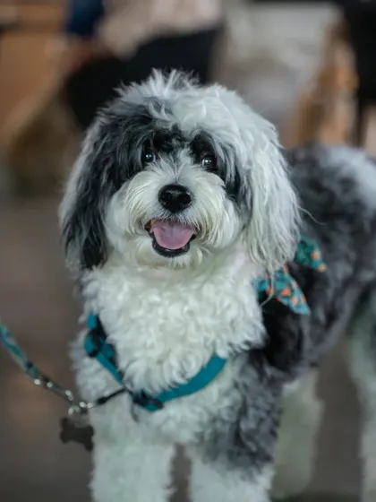 A very happy and fluffy guest at the Pup + Parents Special Breakfast event. We love seeing our community's pets enjoying events that support our shelter animals.