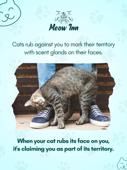 Did you know that when a cat rubs against you, it's claiming you as its own? It's a sign of affection and territory marking that I see as a huge compliment.