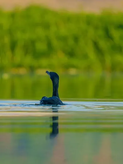 A Great Cormorant swimming, its reflection captured in the water below.