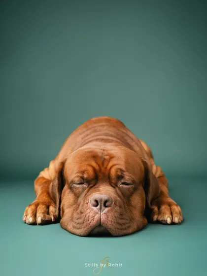 If "Monday mood" had a face! This sleepy Dogue de Bordeaux perfectly showcases how I love to capture the true, often humorous, personalities of pets in the studio.
