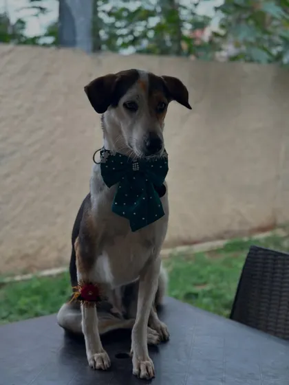 An elegant indie dog looking dapper in a green bow tie and a floral rakhi, proving that our streeties are just as handsome and deserving of celebration.