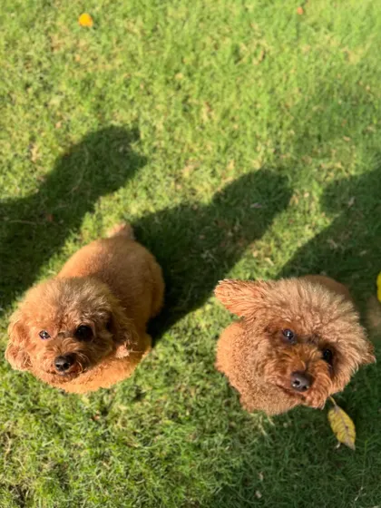 Two fluffy poodle friends, enjoying a moment together on the grass.