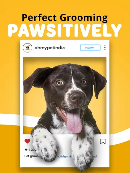 Getting that picture-perfect, "pawsitively" amazing look is easy with the right grooming routine. Our products help keep coats shining and tails wagging, ready for their next social media close-up.