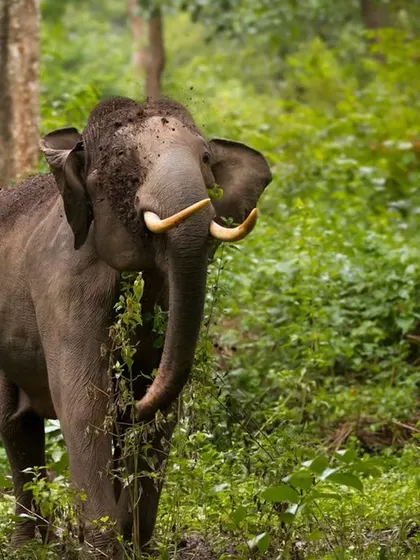 A young tusker, or 'makhna', enjoys a meal in the lush greenery. The mud on its back is a natural sunscreen and insect repellent.