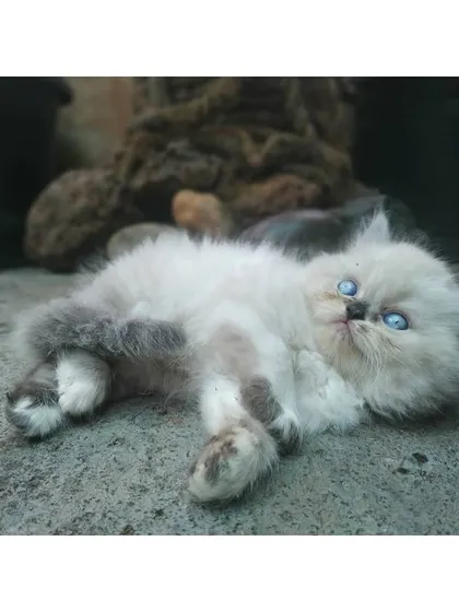 This fluffy, blue-eyed colorpoint kitten is relaxing on its back, a sign that it feels completely safe and comfortable in its environment. We work hard to create a stress-free space for our kittens to thrive.