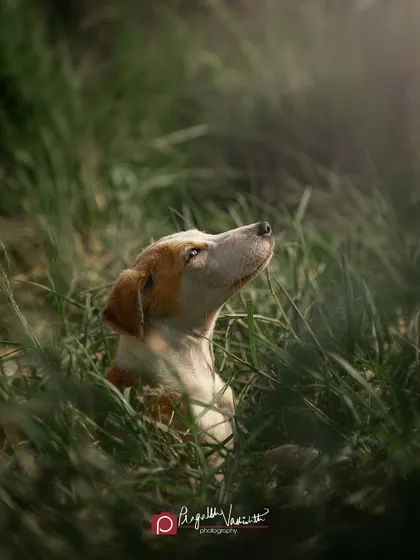 A shy puppy hiding in the tall grass during an adoption drive. Even in their timid moments, their beauty shines through.