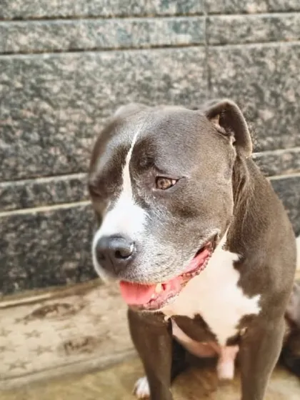 A beautiful Pitbull. We welcome this strong and loyal breed and understand their needs.