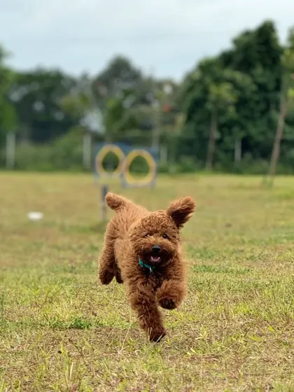 This poodle seems to be flying! Our agility course in the background shows there are always fun activities waiting to be discovered.