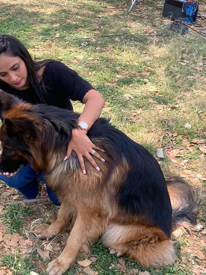 A quiet moment during Leo the German Shepherd's 5th birthday celebration. It’s not always about big parties; sometimes it's just about spending quality time and giving extra pets, making them feel loved.