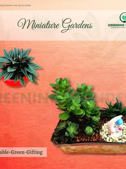 A lovely miniature garden with a Jade plant and other succulents, perfect for sustainable green gifting.