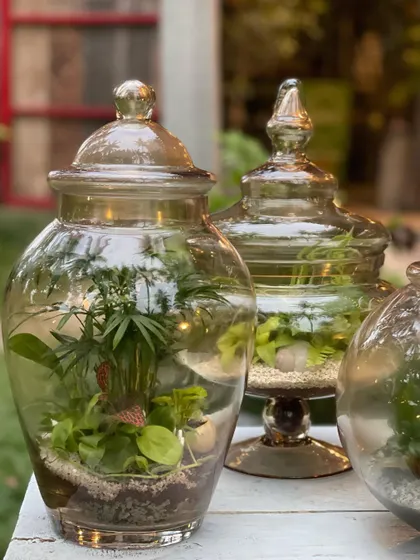 A close-up of a sealed terrarium featuring a small parlor palm. These enclosed gardens are perfect for people who want the beauty of plants without the need for regular watering.