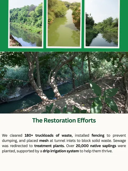 This series of images documents the restoration of the Chakkarpur Wazirabad stormwater drain. We cleared over 180 truckloads of waste, installed fencing, and planted over 20,000 native saplings to bring it back to health.
