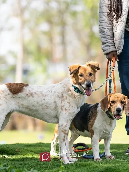 A duplicate of the previous image, highlighting the different sizes and breeds living happily together as a pack.