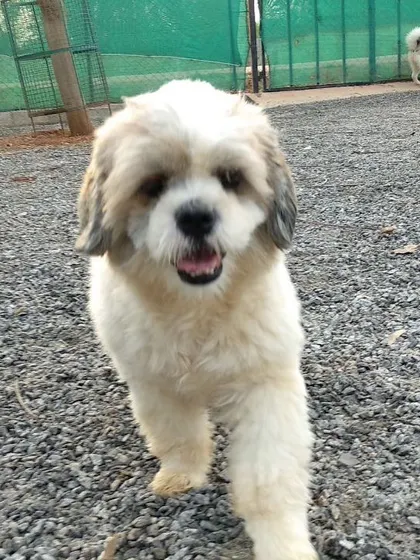 A cute Shih Tzu walks confidently towards the camera, ready for its close-up. We love all the unique personalities that visit us.