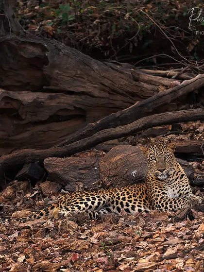 A leopard rests among the dry leaves and fallen logs in Bhadra, its spotted coat providing perfect camouflage.