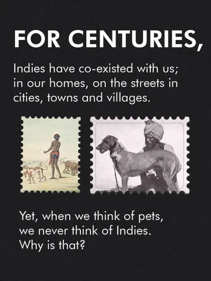 For centuries, Indies have coexisted with us, yet they are often overlooked when we think of pets. This graphic poses a critical question that we aim to answer and change through our advocacy and education efforts.