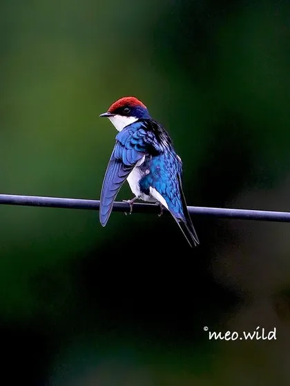 A female Wire-tailed Swallow, showing off her glossy blue feathers. While she lacks the long wires of the male, her streamlined beauty is just as captivating.