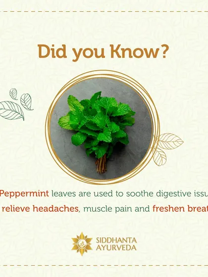 Peppermint leaves are another simple yet powerful herb. They are traditionally used to soothe digestive issues, relieve headaches, and even ease muscle pain.