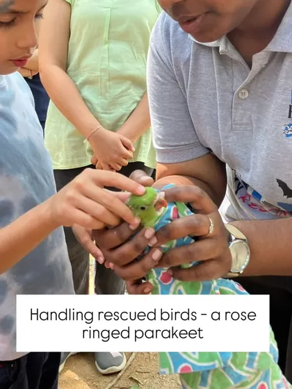 A child learns the delicate skill of handling a rescued rose-ringed parakeet. These gentle interactions at the People for Animals wildlife hospital teach profound lessons in empathy, respect, and the responsibility of animal care.