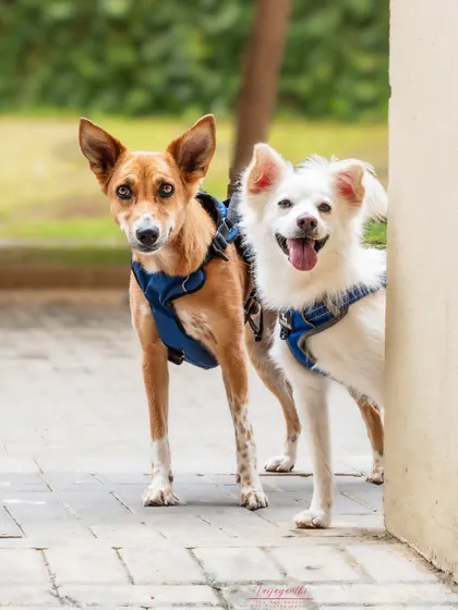 Coco and Snowy peeking around a corner during their outdoor shoot. Their playful and curious natures are on full display.