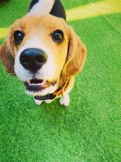 A close-up of an adorable Beagle puppy looking right into the camera. We provide a safe and fun environment for puppies to start their socialization journey.