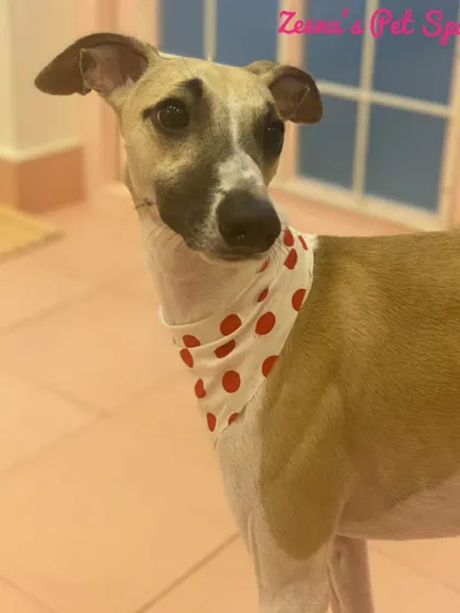 The elegant Maachis, a Whippet, looking sleek and stylish in a polka-dot bandana. Her short coat is gleaming after a gentle bath.