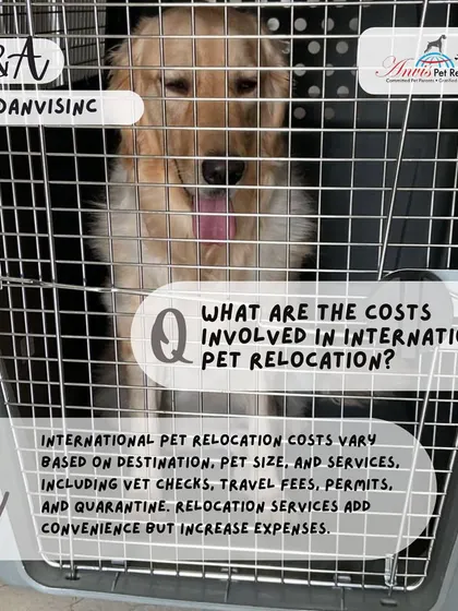 The costs of international pet relocation can vary based on destination, pet size, and services required. These costs include vet checks, travel fees, permits, and potential quarantine. We provide a clear, customized estimate upfront.