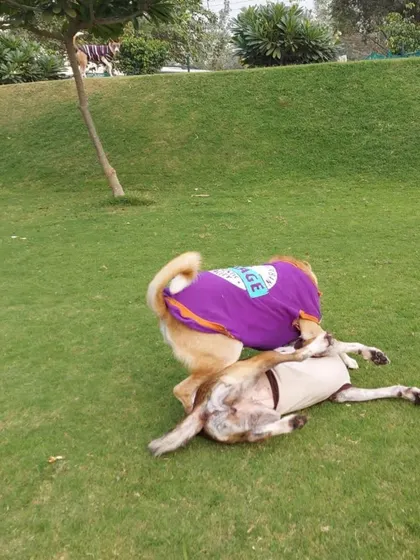 A playful tumble on the grass. Dogs love to wrestle, and we provide a safe, soft lawn for them to do so.