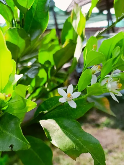 The delicate bloom of a citrus tree in a home garden. We believe in the simple joys that nature brings and are dedicated to helping you experience them, even in the city.