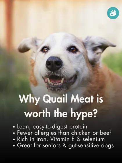 Quail meat, or Bater, is a lean, easy-to-digest protein that's great for dogs, especially seniors or those with gut sensitivities. This graphic highlights the key benefits, including being rich in iron and having fewer allergens than chicken.