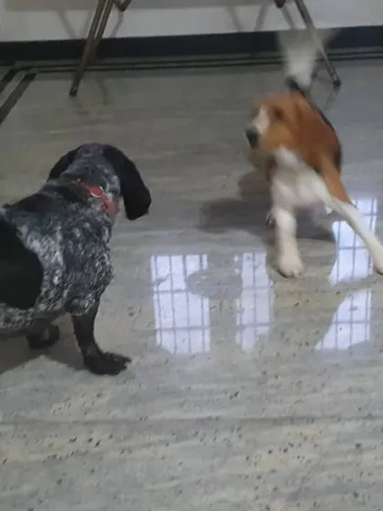 A game of chase between a German Shorthaired Pointer and a lively beagle. My spacious indoor area allows for plenty of fun and exercise, even on a rainy day.