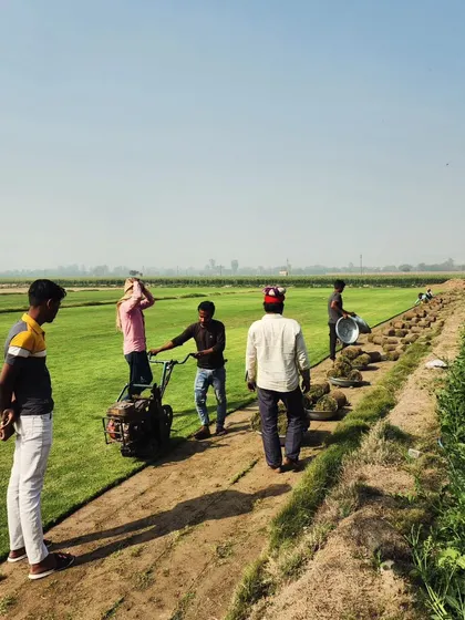 A group of our workers managing the turf harvest. We are a leading wholesale grass turf manufacturer.