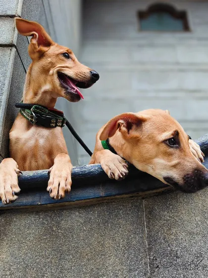 A different angle of the two foster siblings. The one on the left has a classic happy dog smile, while the other looks on with a gentle, thoughtful expression. Capturing these dual personalities in one frame is what makes photographing pairs so special.
