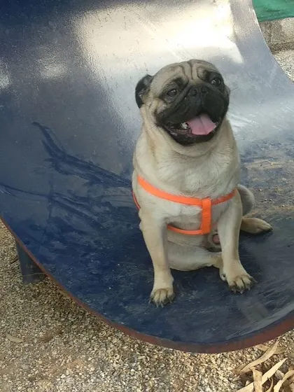 This happy Pug is having a great time sitting inside one of our tunnel-like play structures. We have equipment suitable for dogs of all sizes.