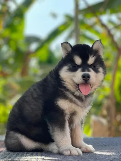 This black and white Husky puppy is sitting happily, showing off his fluffy coat and cheerful personality. A perfect family companion.