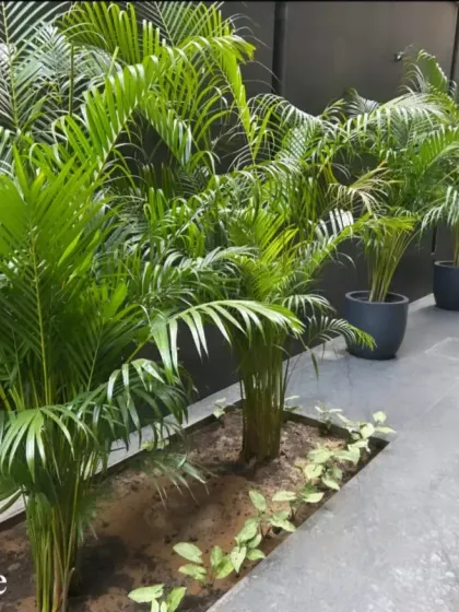 We use plants to complement modern architecture. Here, a row of Areca Palms planted directly in the ground softens the look of a dark exterior wall, adding a touch of natural elegance.