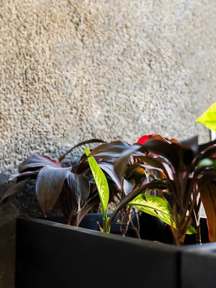 A close-up of the different textures and colors in one of our office planter boxes. The deep red of the Cordyline plant adds a beautiful contrast to the surrounding green foliage.