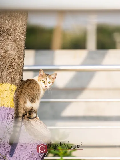 I was trying to be sneaky, but this street cat heard my camera click and turned to look. A perfect moment of interrupted planning.