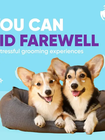 These two corgis look perfectly cozy in one of our plush pet beds. Providing a comfortable, dedicated sleeping area is essential for your dog's rest and well-being.
