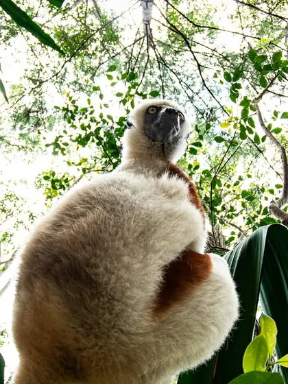 A critically endangered Coquerel's sifaka, a type of lemur, looks down from the forest canopy in Madagascar. This unique low-angle shot emphasizes its place in the high branches where it belongs.