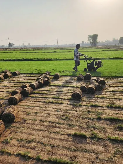A worker operates a turf cutting machine, a key part of our efficient harvesting process.
