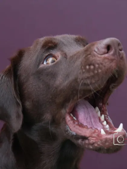 The moment before the catch! Loki's wide-eyed, open-mouthed expression is a fantastic action shot, captured in a controlled studio environment.