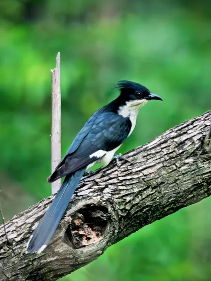 The Pied Cuckoo perched on a thick branch, its long tail and sharp crest clearly visible.