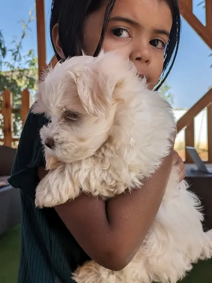 A sweet moment captured between a young visitor and a fluffy white puppy. We encourage gentle and positive interactions to build a love for animals from a young age.