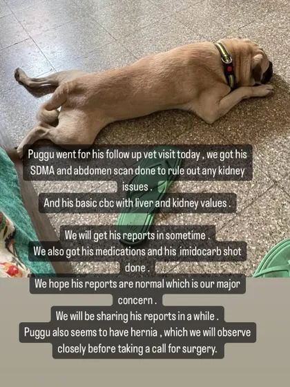 A fund appeal for Puggu's follow-up vet visit, including an SDMA test and abdomen scan to check his kidney function.