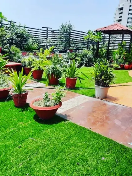 Another view of the lush terrace garden, showing the healthy, mature plants and the combination of lawn and paved pathways.