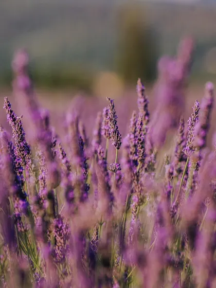 A close-up, shallow depth-of-field shot of lavender blossoms in Provence. The focus on a single stalk highlights the delicate details of the flowers.