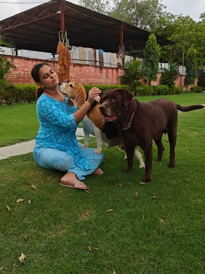 A Beagle looks up lovingly at Manpreet as she pets it, with a Chocolate Lab nearby. We cherish these sweet, candid moments with our furry guests.
