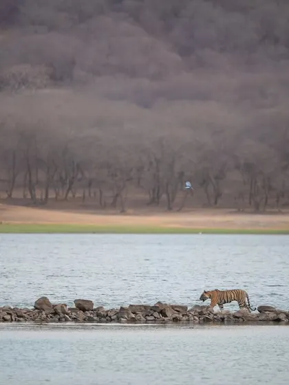 A wide shot of a tiger crossing the iconic Rajbhag lake pathway. This image showcases the grand scale and historic beauty of Ranthambore's landscape.